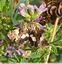 Noctuelle en deuil