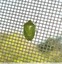 Petite punaise des pistachiers