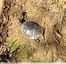 Tortue de Floride