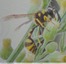 Eumenes coronatus se nourrissant