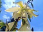 Yucca