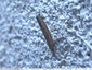 Pediasia contaminella