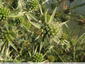 Floraison discrète mais attractive