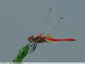 Invasion de libellules rouges