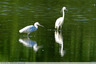 Aigrettes garzettes les pieds dans l'eau