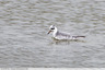 Un phalarope de passage